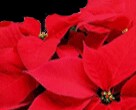 December
